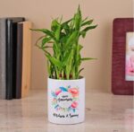 5 1 2-Layers Bamboo Plant in a White Ceramic Pot