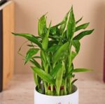 5 1 2-Layers Bamboo Plant in a White Ceramic Pot - Image 3