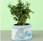 Jade Plant In Sea House Planter - Image 3